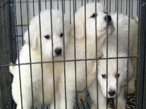 成都專業犬舍出售健康三月齡大白熊幼犬，公母齊全并附健康保障協議