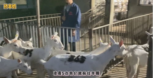 透明工藝，安心之選 谷登大白寵物羊奶，開啟國內寵物食品新標準
