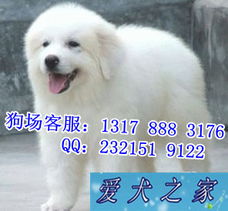 中山買大白熊幼犬指南 揭秘中山最大寵物狗場與優質狗場推薦