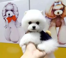 珍品博美幼犬交易指南 從協議簽訂到安全選購的全程解析